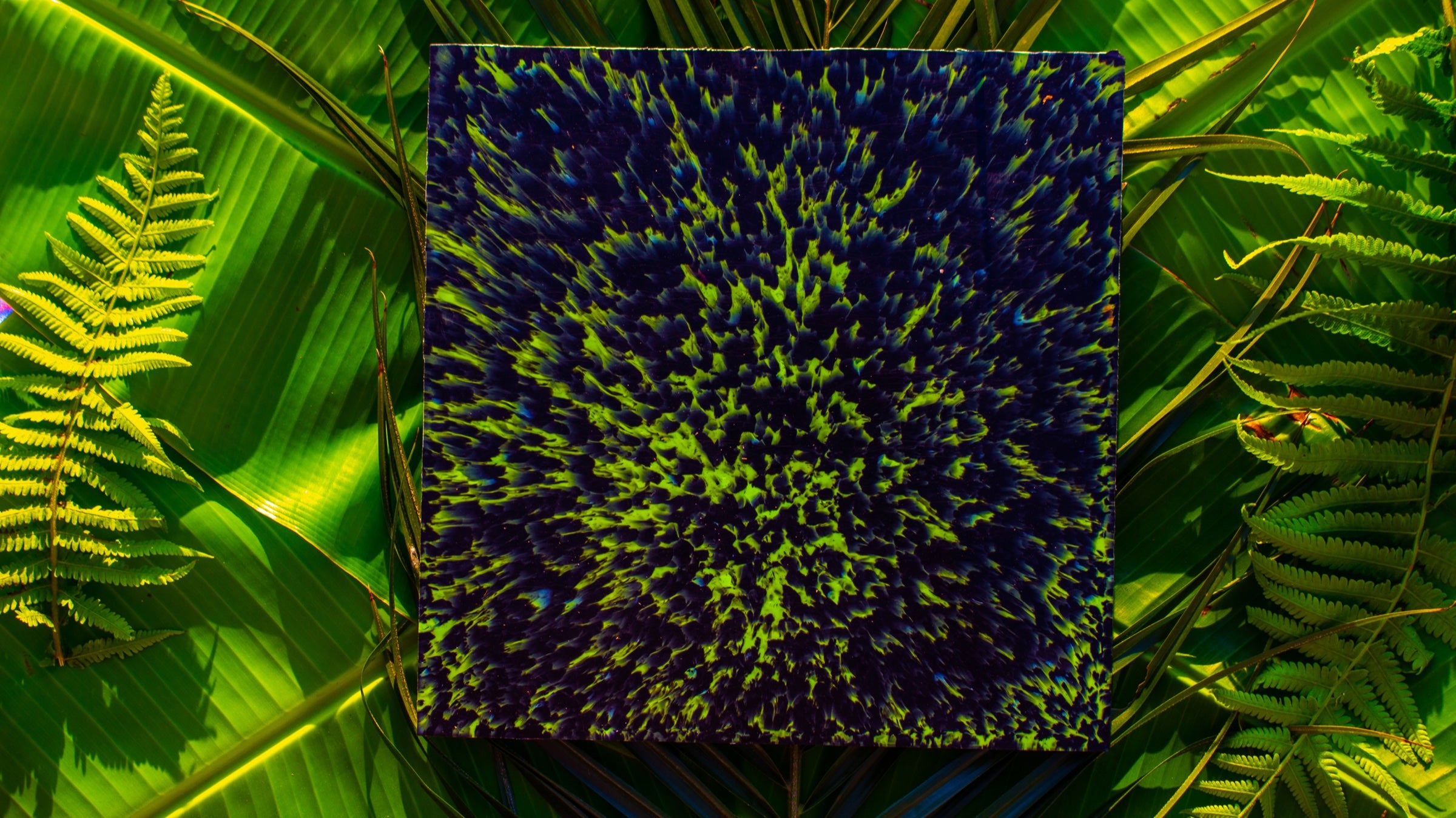 Placa Rewave azul e verde entre folhas naturais